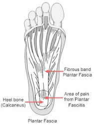 foot-diagram