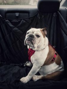 bulldog-backseat