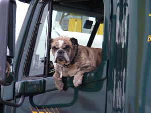 bulldog-truckseat