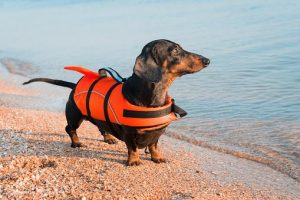 dog-lifejacket