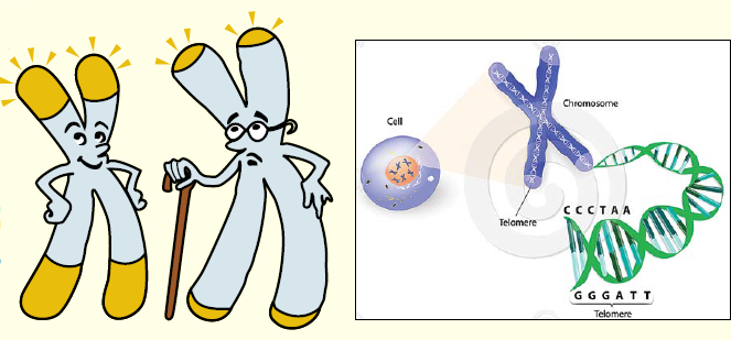 chromosome-cartoon-example